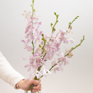 Dendrobium Orchids - Aranthera James White (White & Purple)