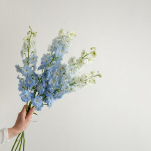 Hybrid Delphiniums - Light Blue