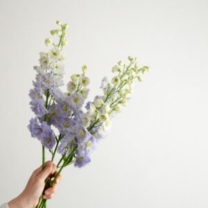 Hybrid Delphiniums - Lilac