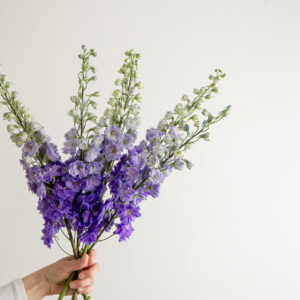 Hybrid Delphiniums - Purple