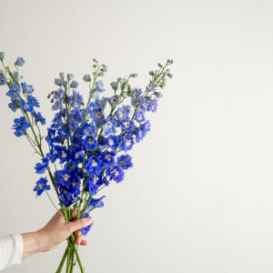 Hybrid Delphiniums - Dark Blue