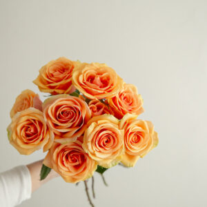 Alchemy Roses