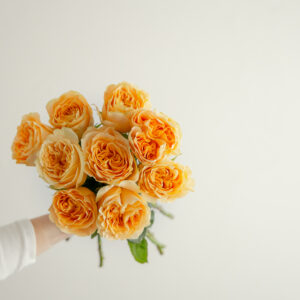 Turtle Roses