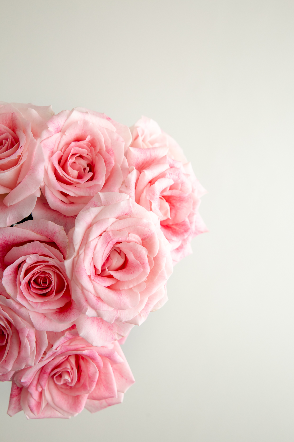 Fizzy Roses - Image 2