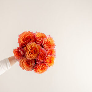 Free Spirit Roses