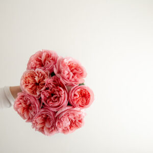 Pink X-Pression Rose
