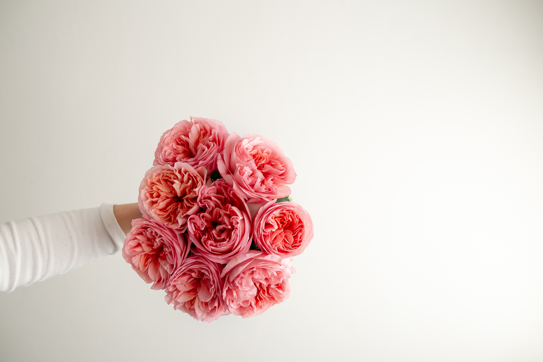 Pink X-Pression Rose