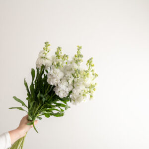 White Stocks