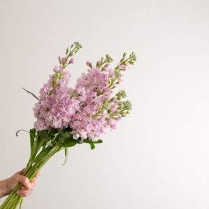 Light Pink Stocks