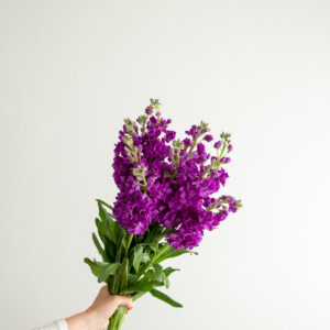 Purple Stocks
