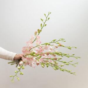Dendrobium Orchids – Den. Brushing (Light Pink & White)