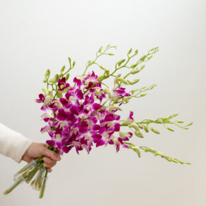 Dendrobium Orchids - Den. Red Sonia (Purple & White)