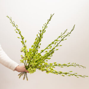 Dendrobium Orchids - Den. Rise Green (Green)