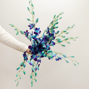 Dendobruim orchid - Two Tone Blue Galaxy