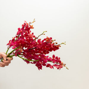 Renanthera Orchids – Azimah (Red)