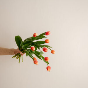 Tulips - Orange Two Tone