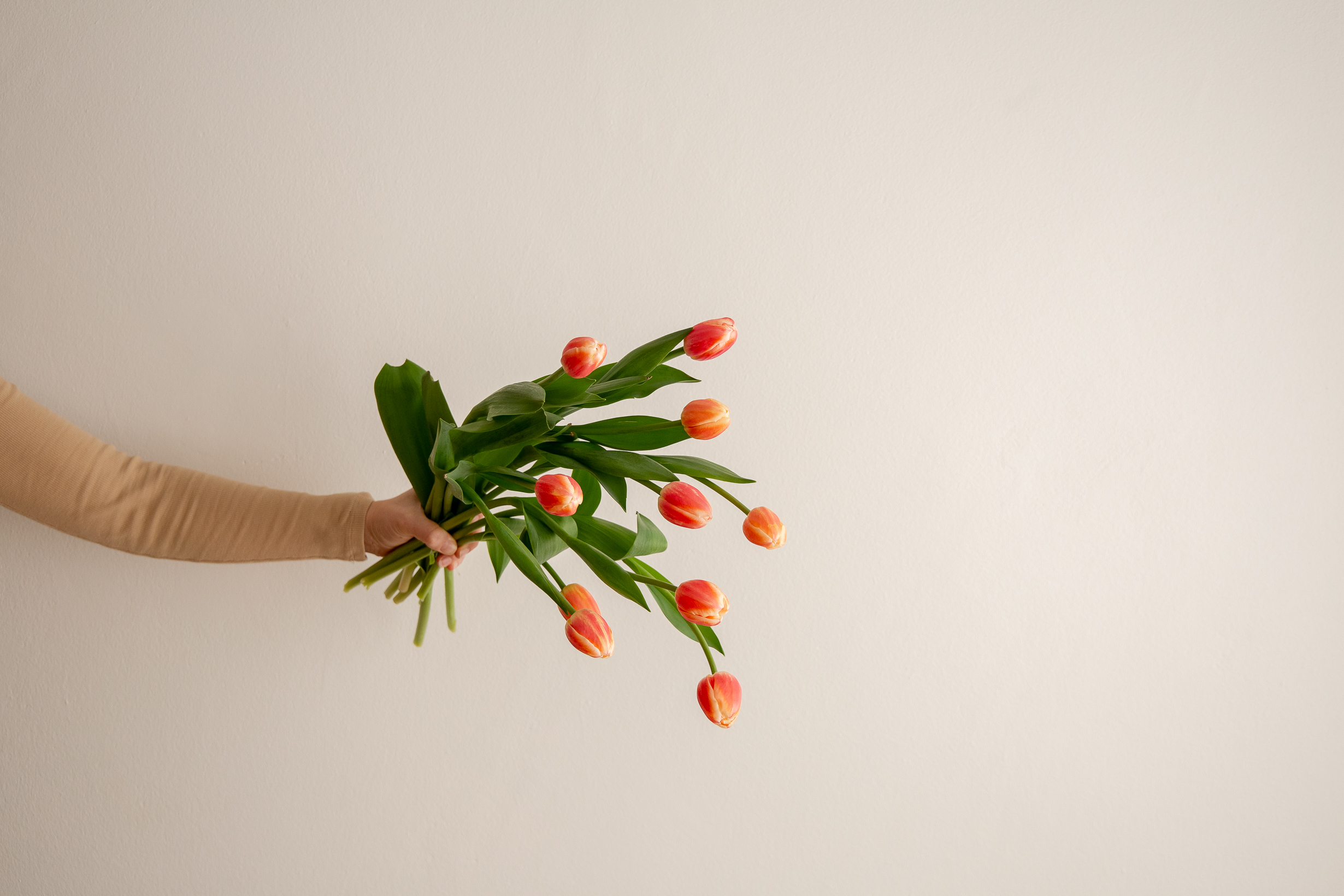 Tulips - Orange Two Tone