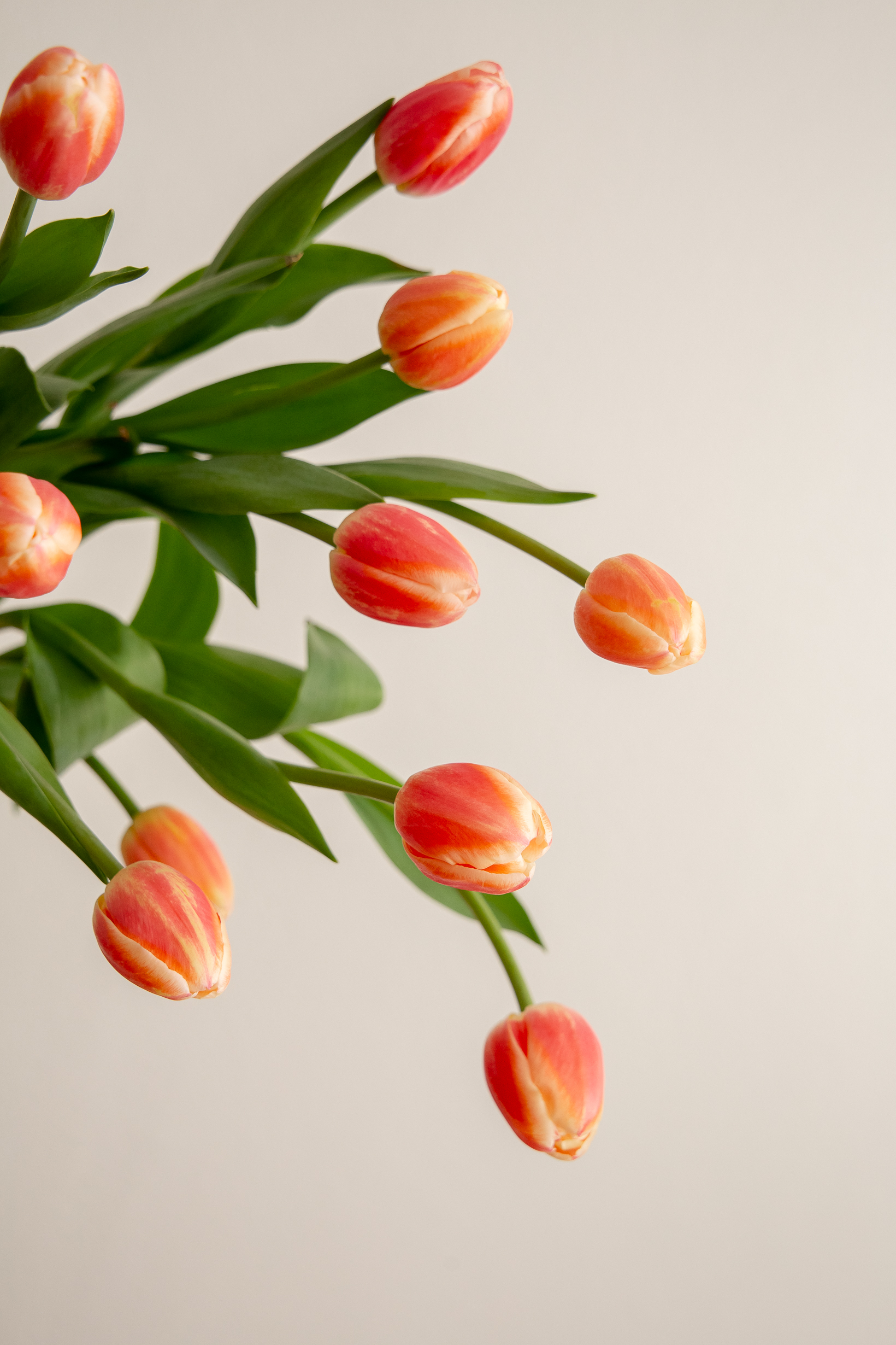 Tulips - Orange Two Tone - Image 2
