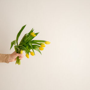 Tulips - Yellow