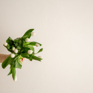 Tulips - White
